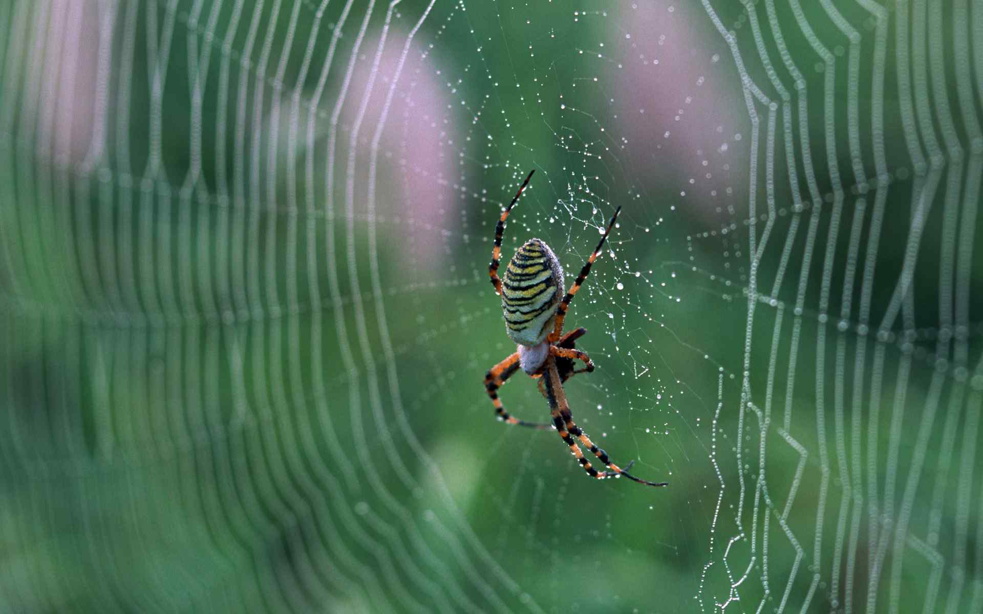 蜘蛛网上的斑斓蜘蛛动物高清壁纸