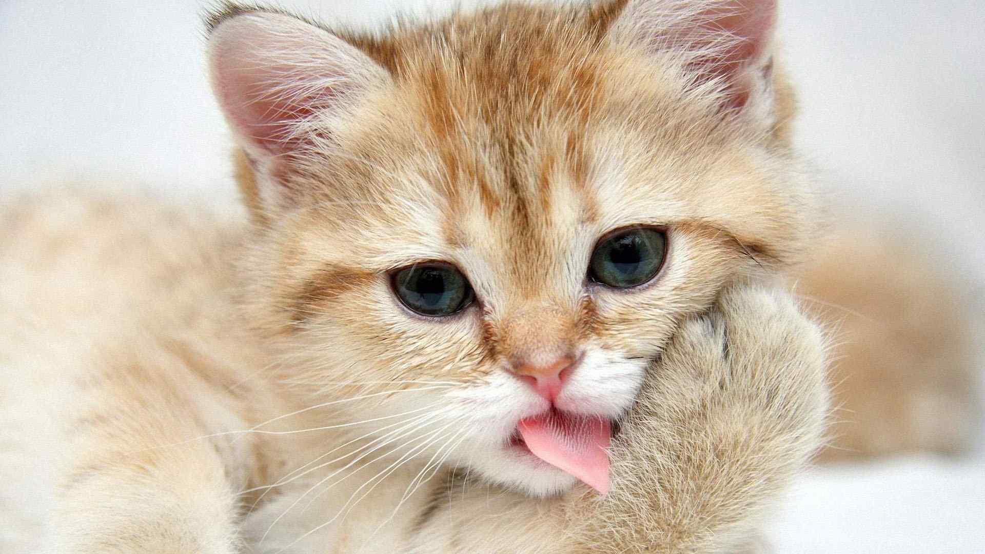 很可爱的小猫咪壁纸图片
