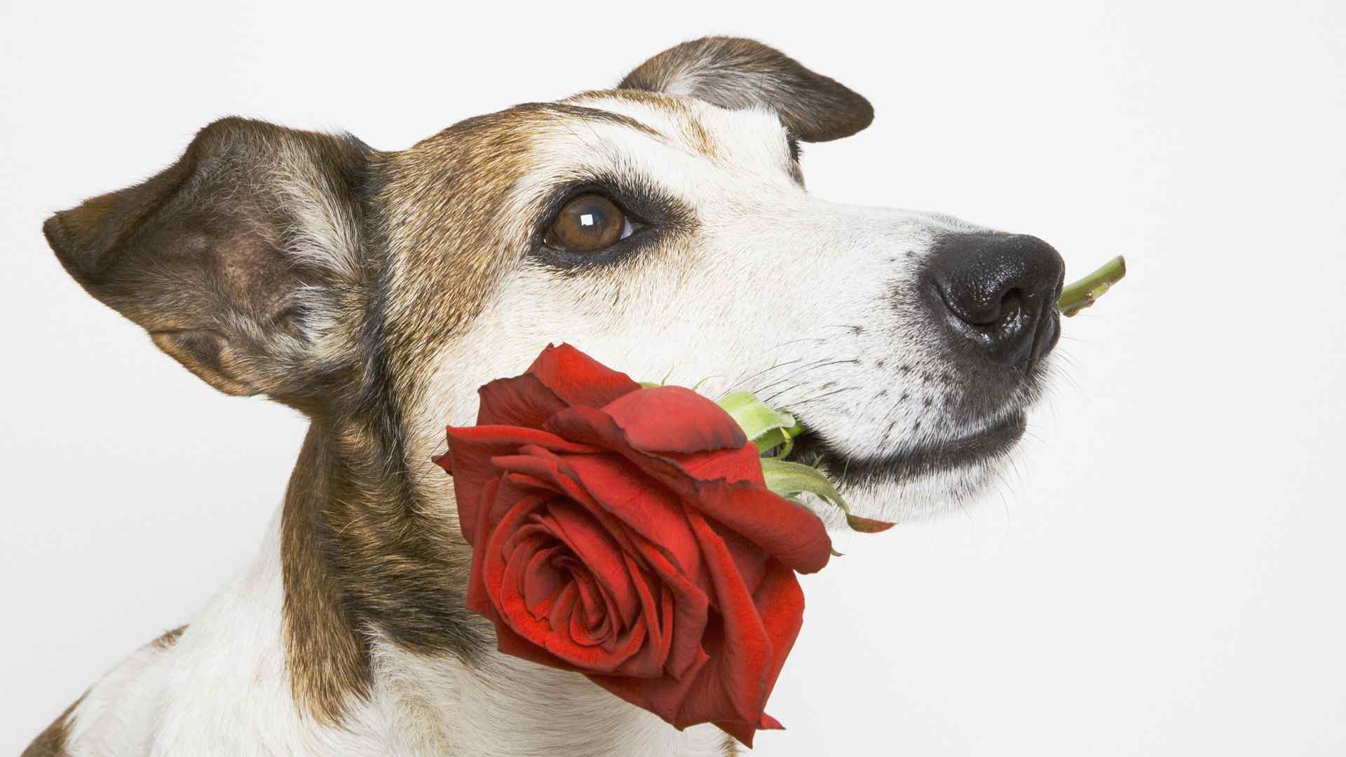 小狗口中的玫瑰21寸高清桌面壁纸