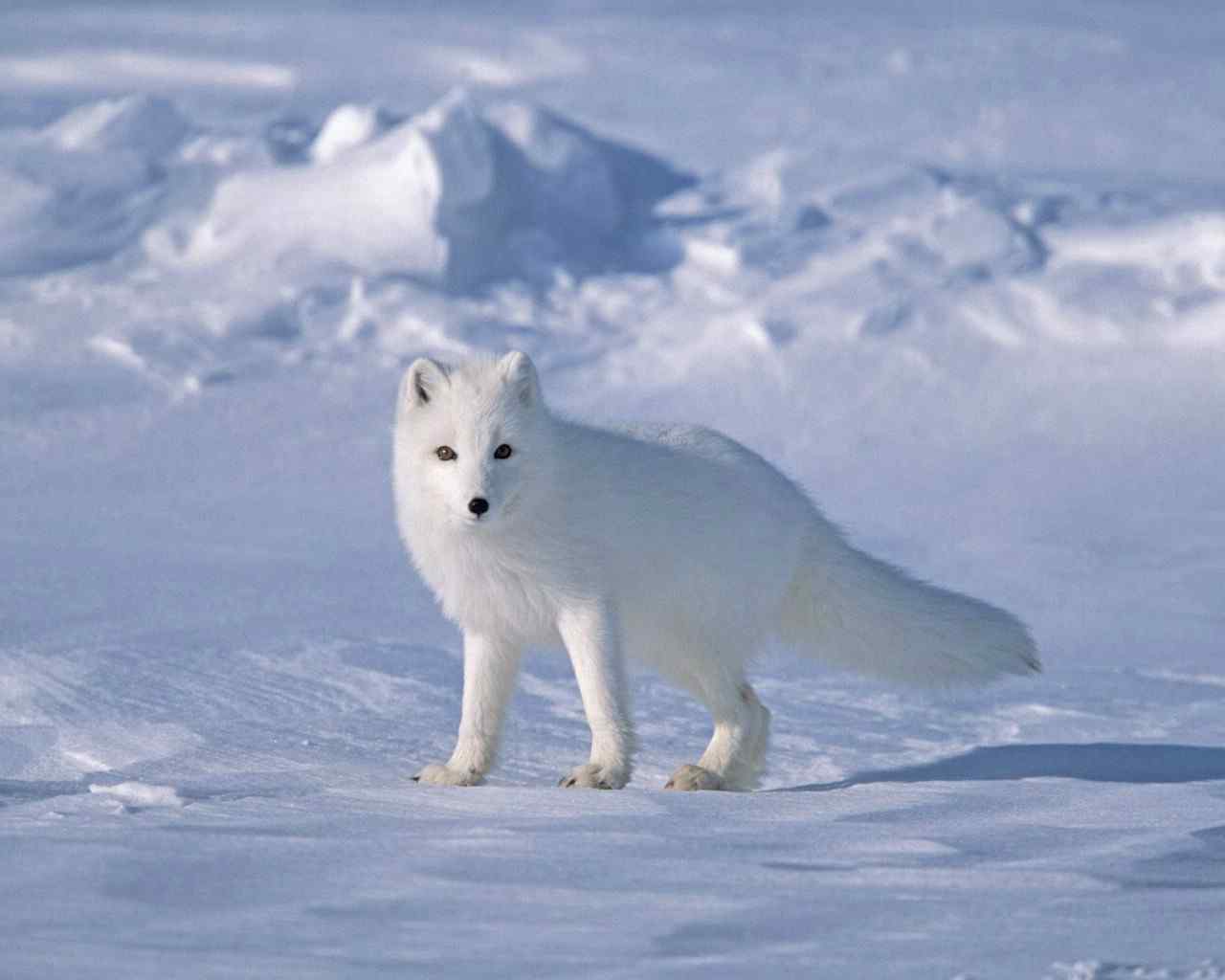 北极雪狐电脑图片下载