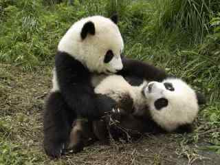 国宝熊猫可爱高清壁纸