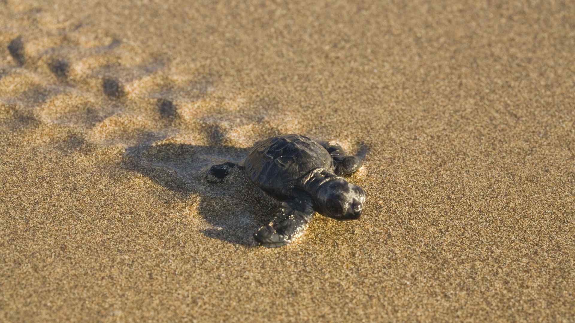 沙滩乌龟壁纸