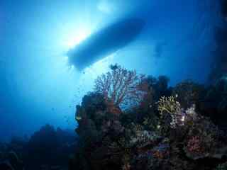热带海洋生物宽屏