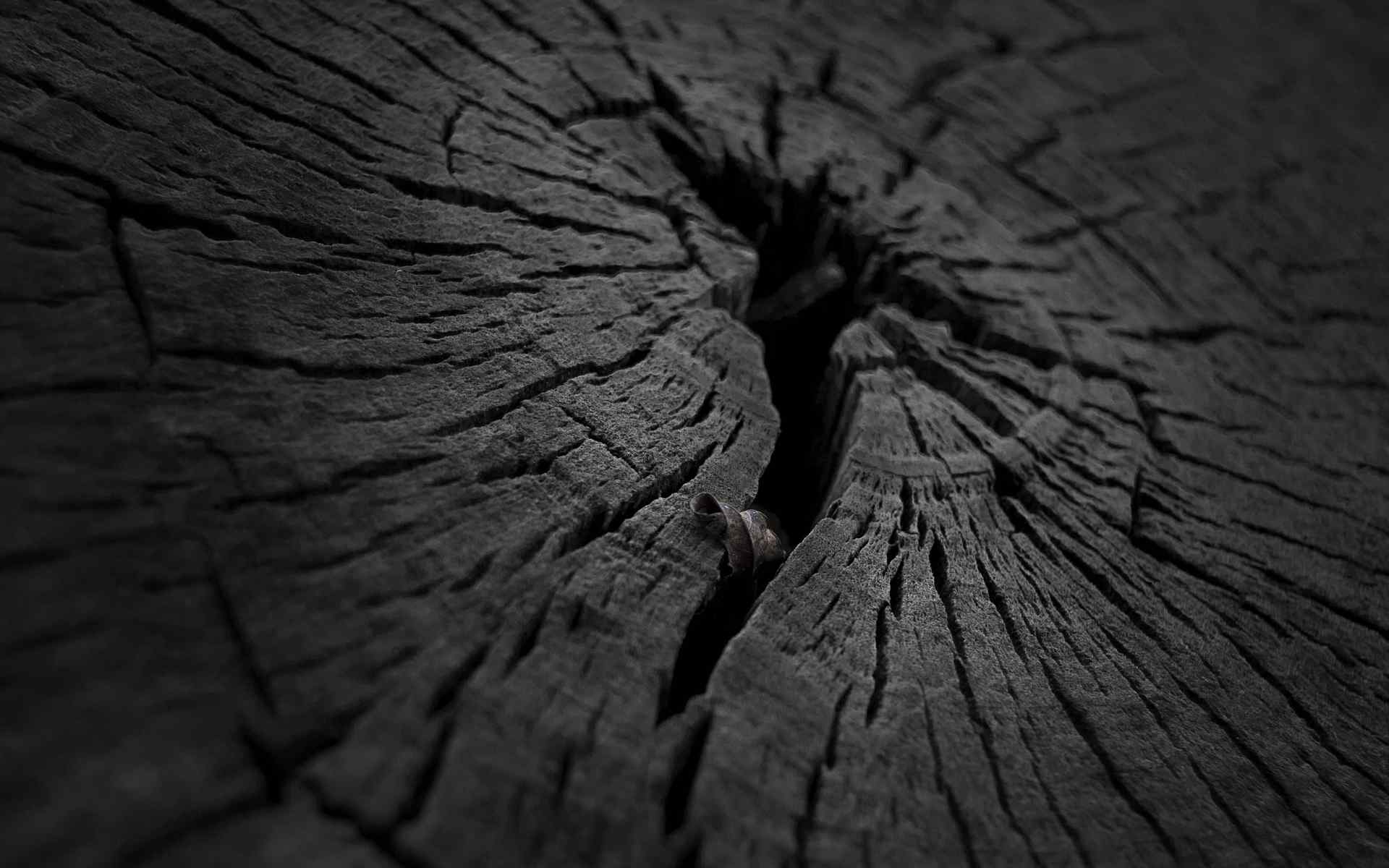 干裂的树木灰暗壁纸