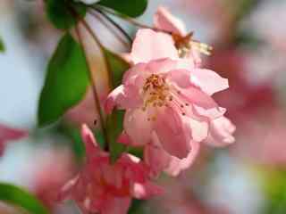  唯美粉色海棠花