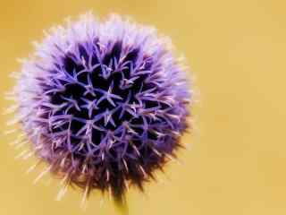 精美花卉紫色绣球