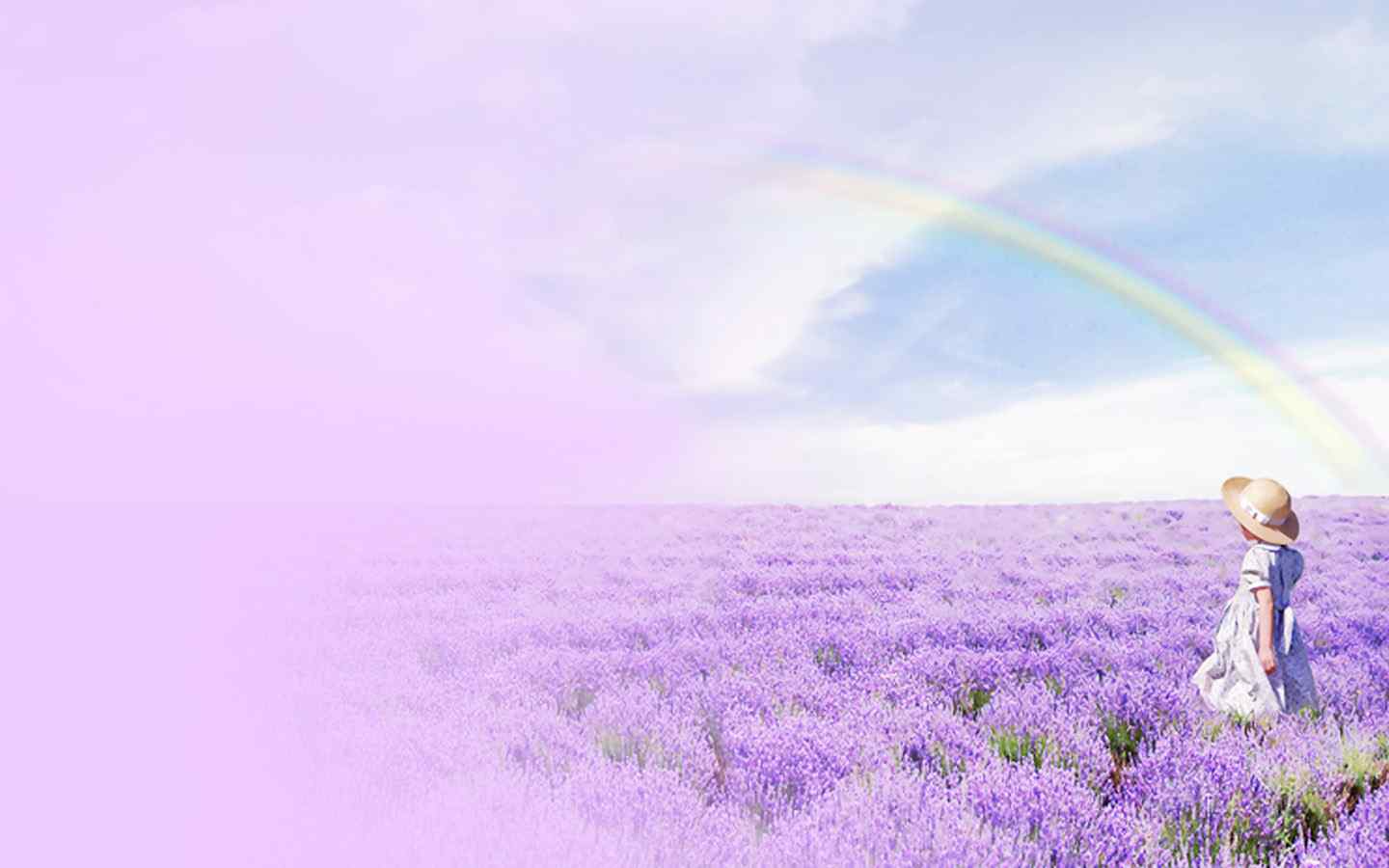 紫色彩虹薰衣草花香海洋壁纸