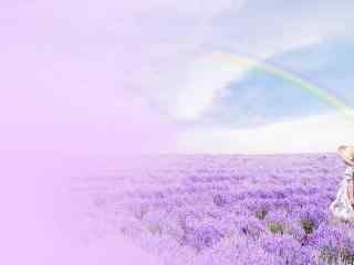 紫色彩虹薰衣草花香海洋壁纸
