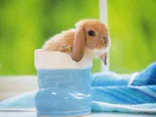 可爱小兔子桌面壁纸