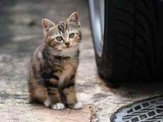 轮胎旁边的迷茫小猫咪桌面壁纸