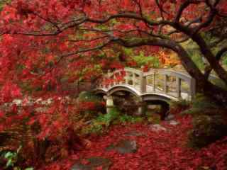 日本景点小桥红色枫叶