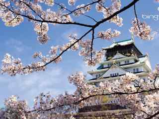 日本在那樱花盛开的地方桌边壁纸