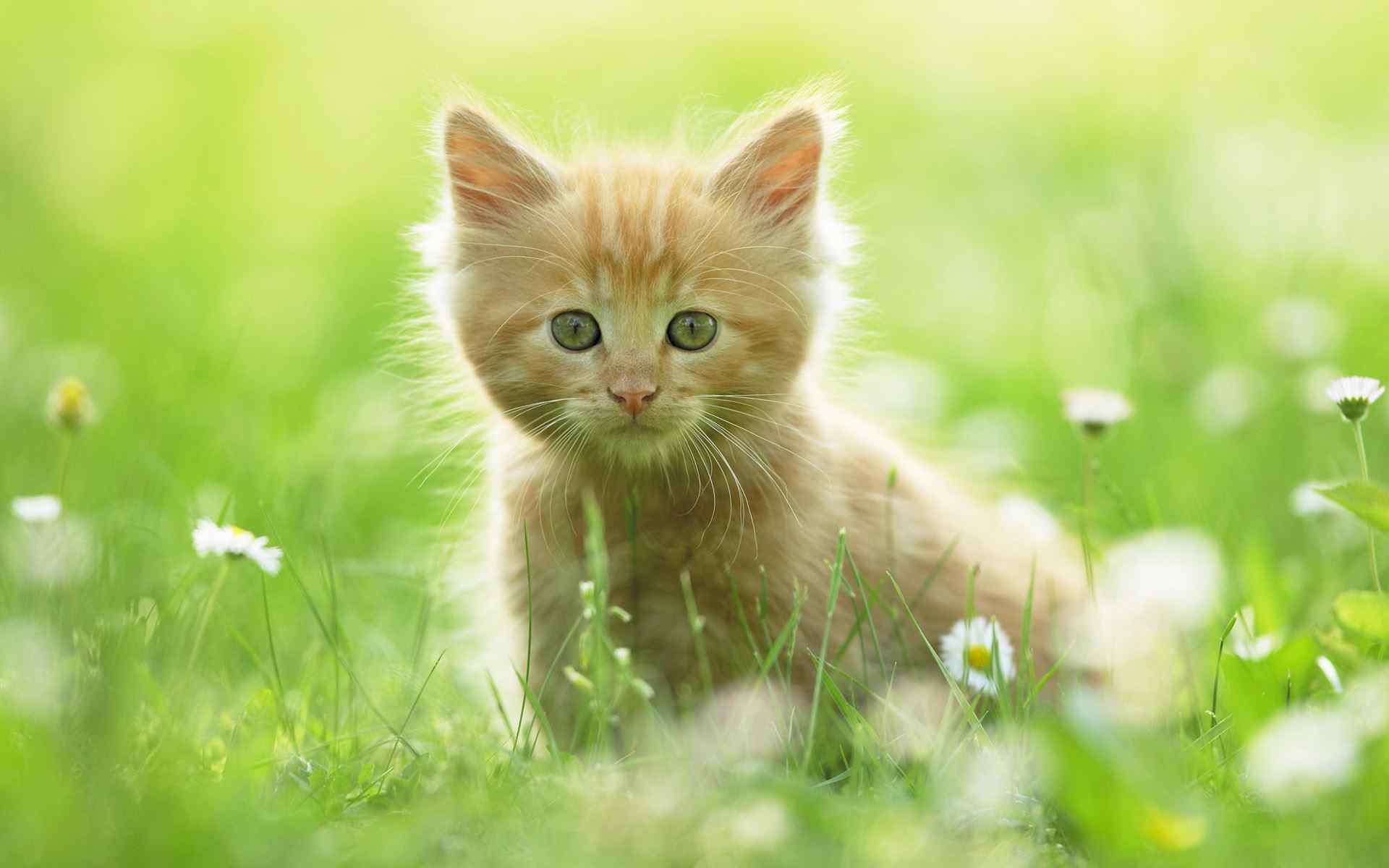 绿草地里的小萌猫桌面壁纸