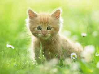 绿草地里的小萌猫