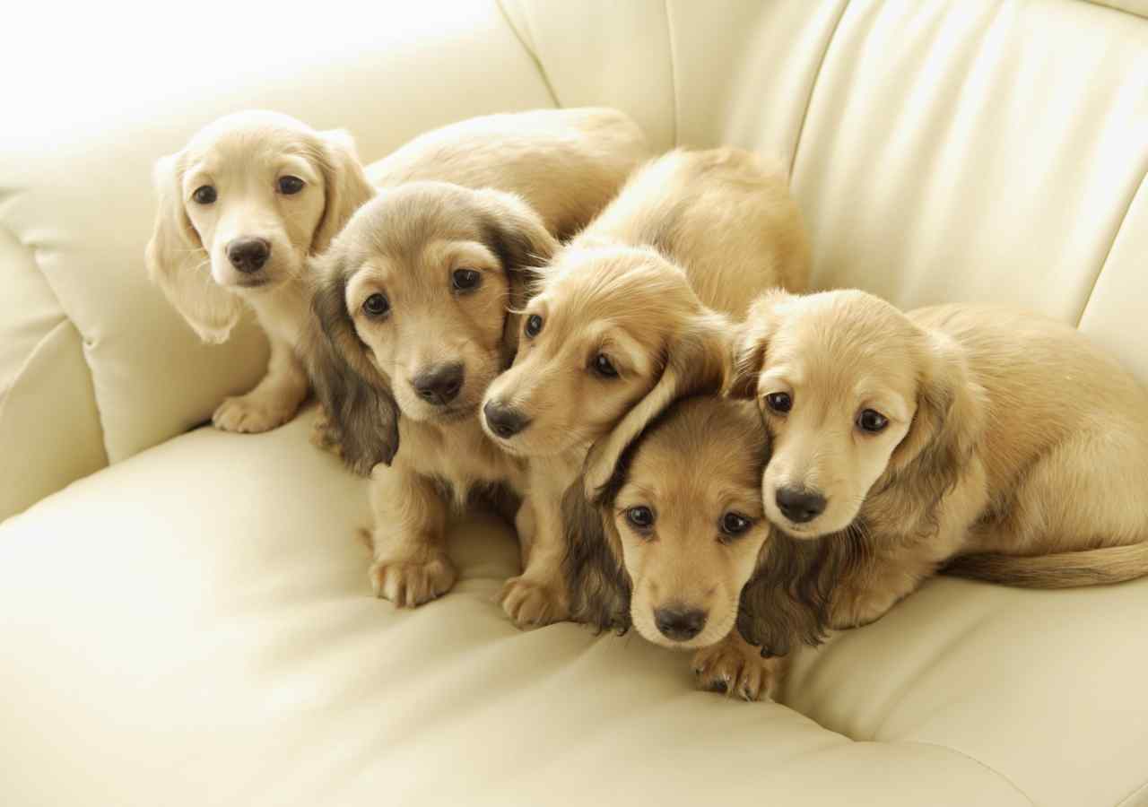 沙发上的五只小狗桌面壁纸