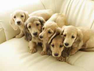 沙发上的五只小狗