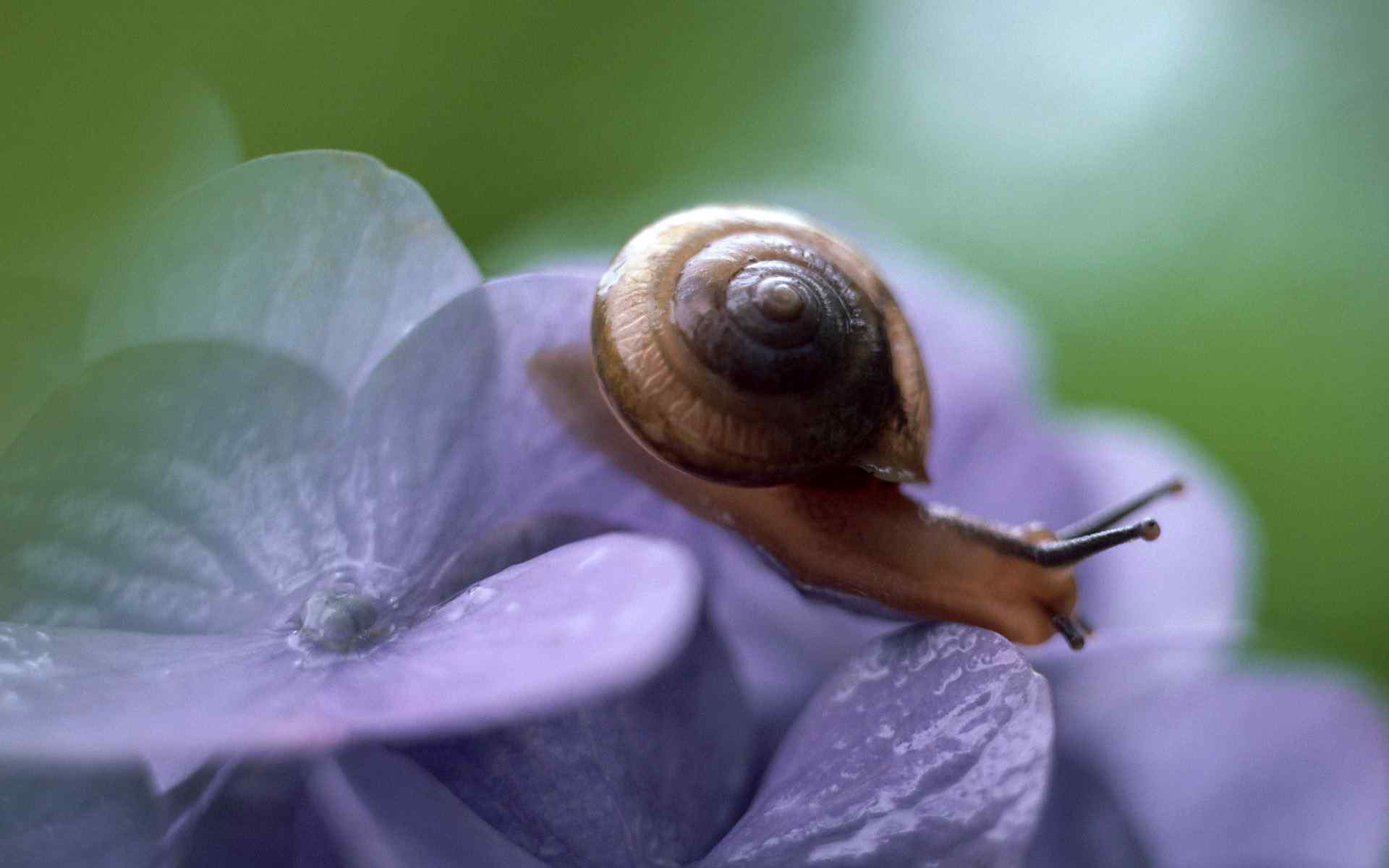 花朵上努力爬行的小蜗牛桌面壁纸