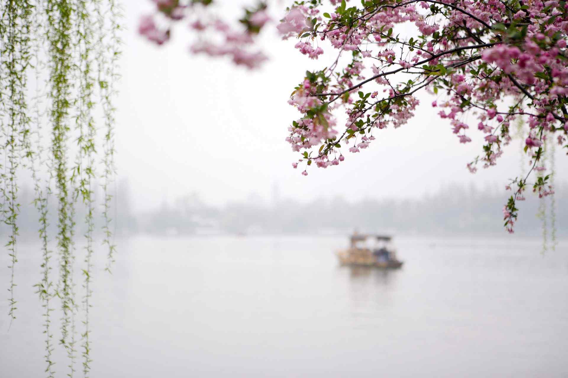 江南水乡湖岸边的花、垂柳和小船