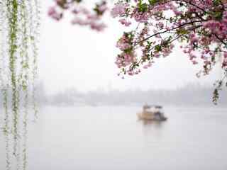 江南水乡湖岸边的花、垂柳和小船