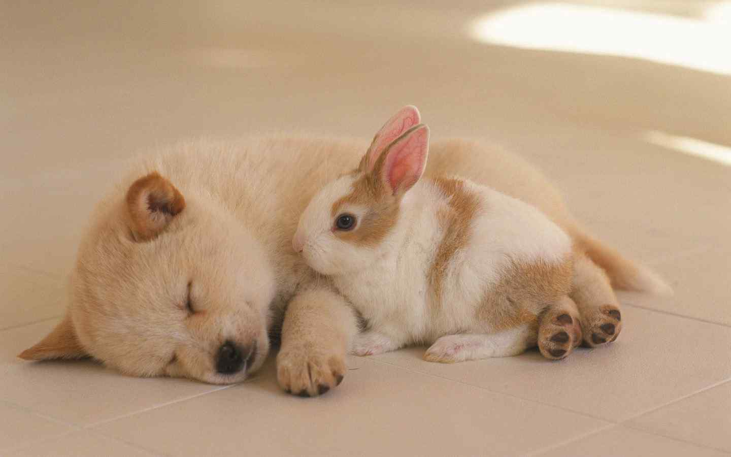 睡着的中华田园犬和可爱的小兔兔桌面壁纸