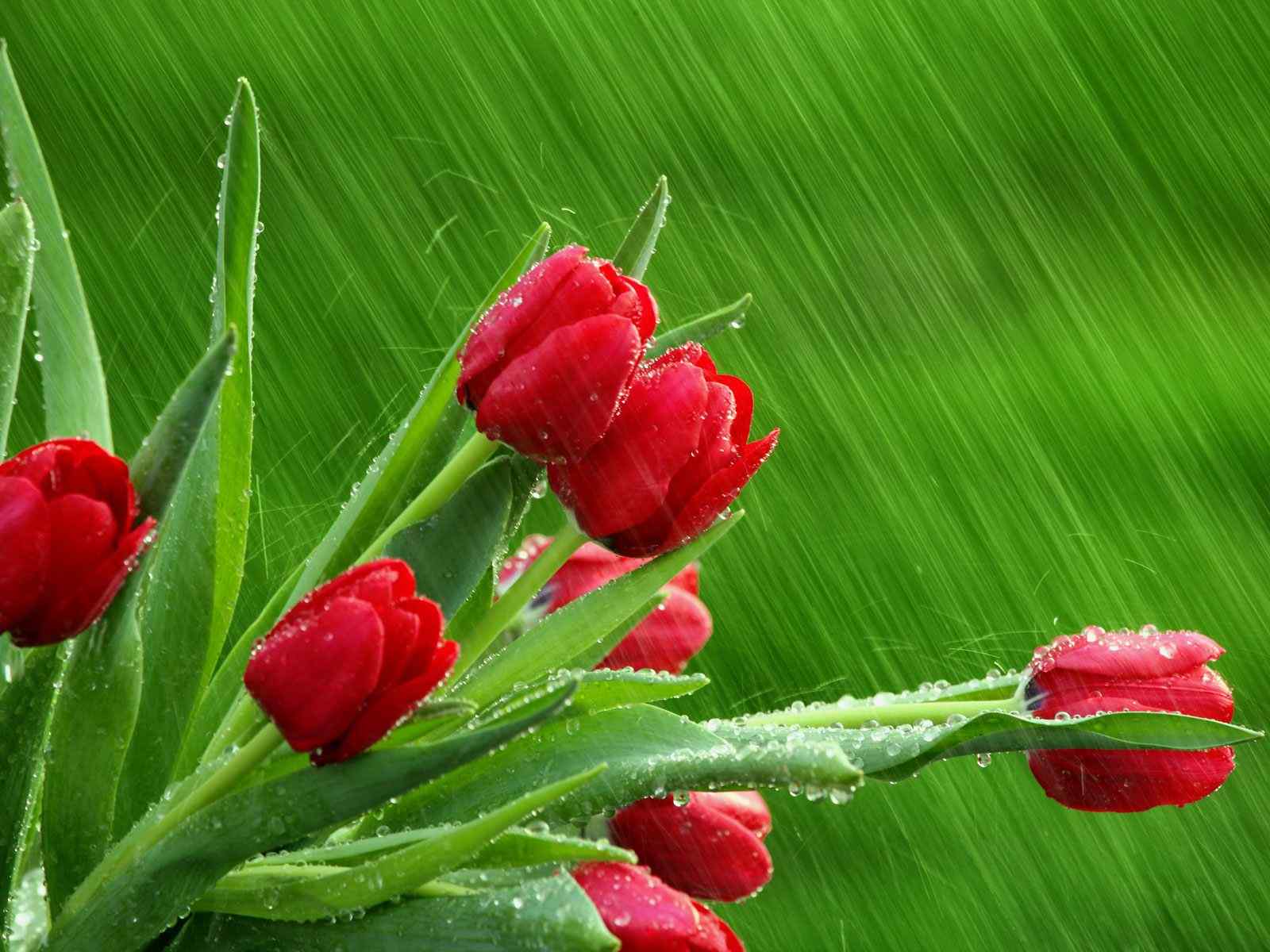 雨中的红花绿叶露水
