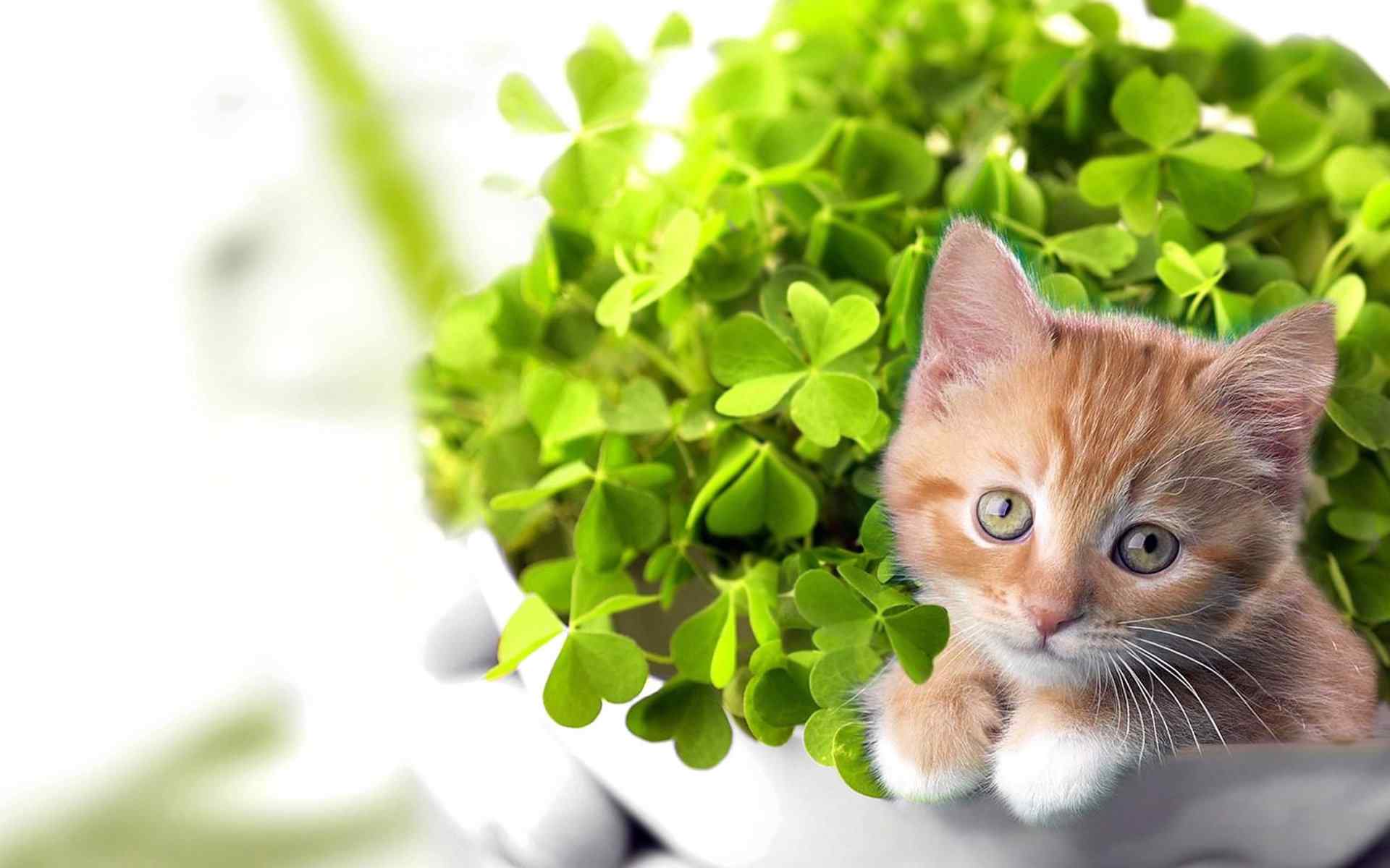 萌动物桌面壁纸之花盆里的可爱小猫咪