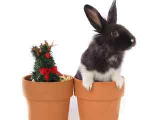 兔桌面壁纸之花盆里的可爱小黑兔