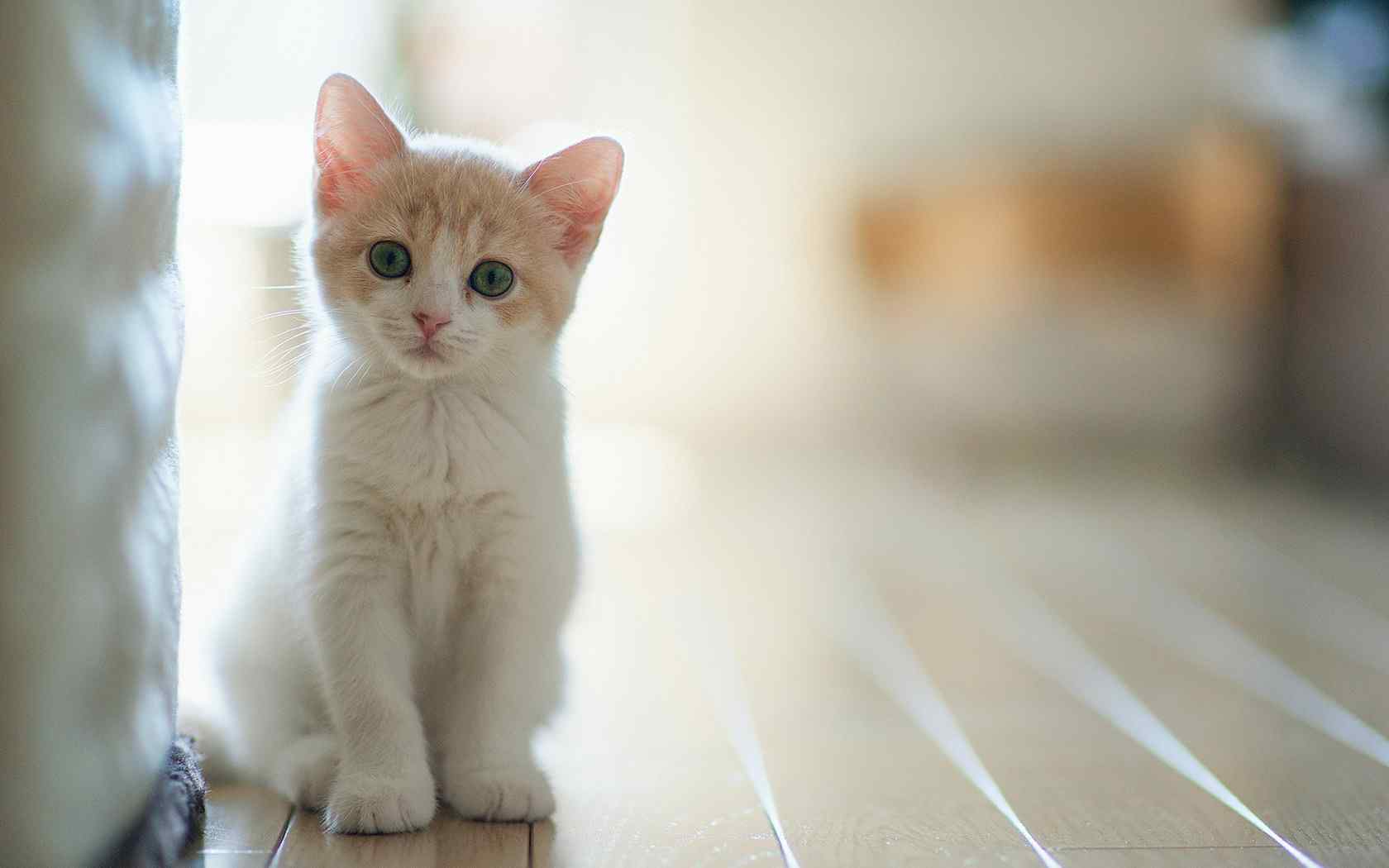 可爱动物高清桌面壁纸之萌猫