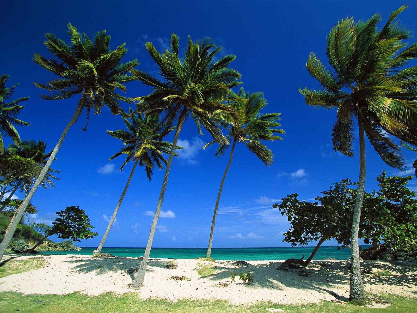 椰子树桌面壁纸之碧海蓝天