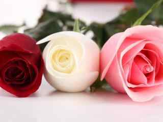 玫瑰桌面壁纸之三色玫瑰