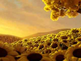 朝阳向日葵金黄色高清桌面壁纸