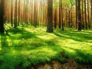 清晨阳光下的绿色森林高清壁纸