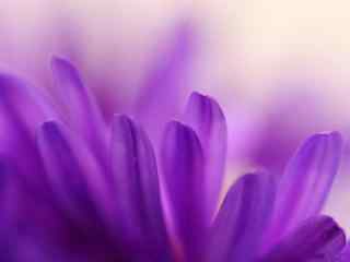 紫色电脑桌面壁纸之柔美花朵