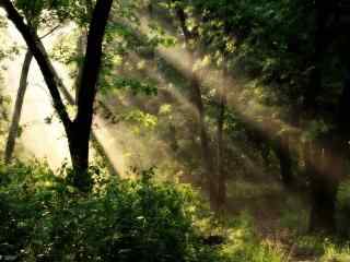 阳光透过树林高清