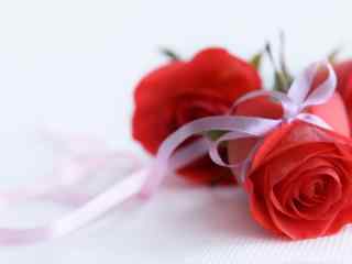 娇艳红玫瑰
