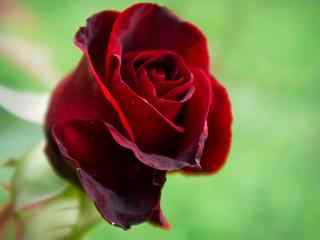 血红玫瑰高清桌面