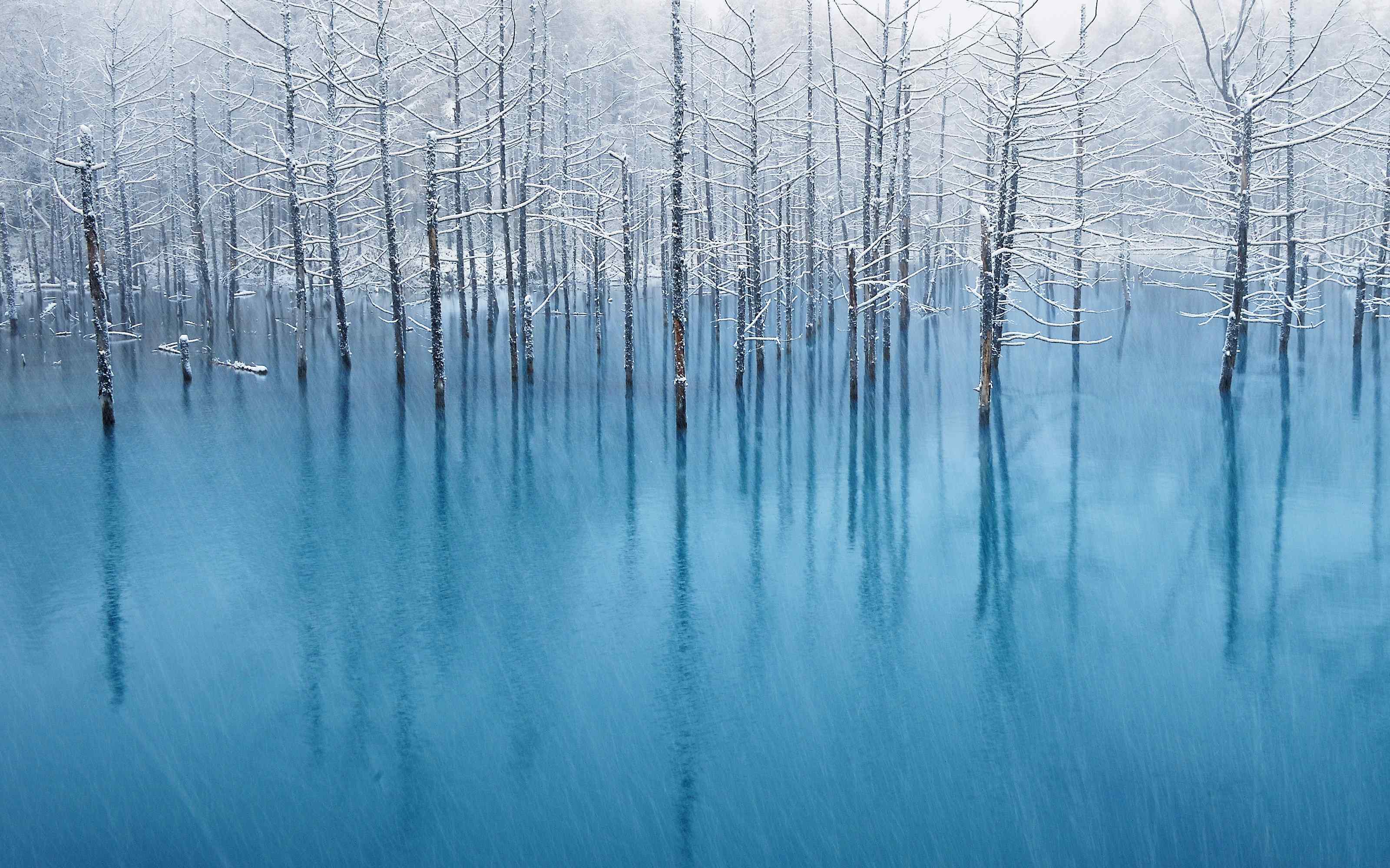 纯净蓝色水中树林高清桌面壁纸