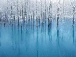 纯净蓝色水中树林