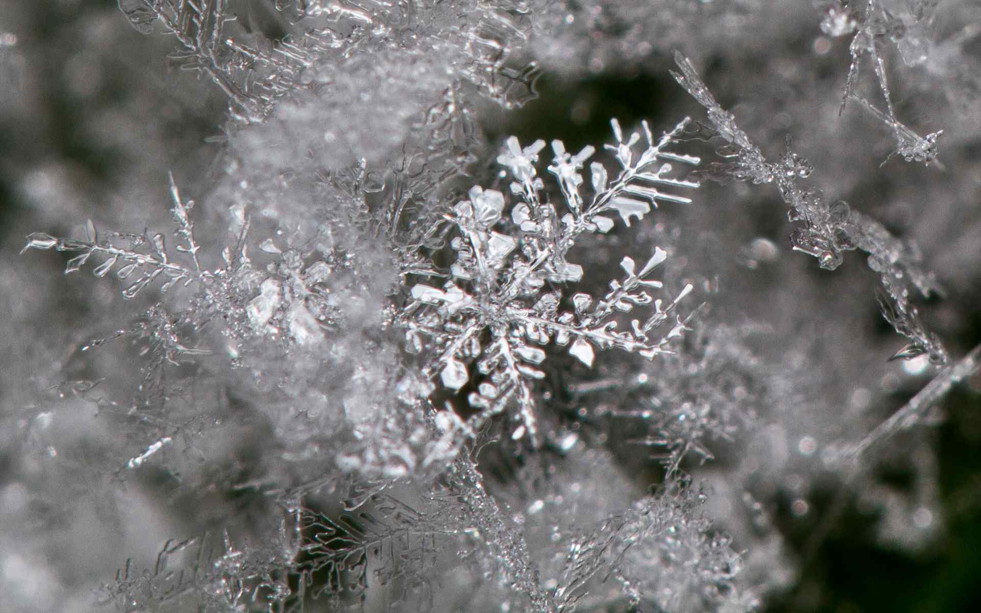 冰雪中的植物高清桌面壁纸