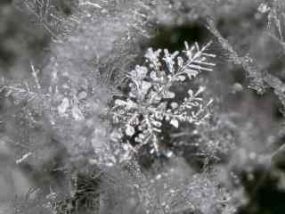 冰雪中的植物高清