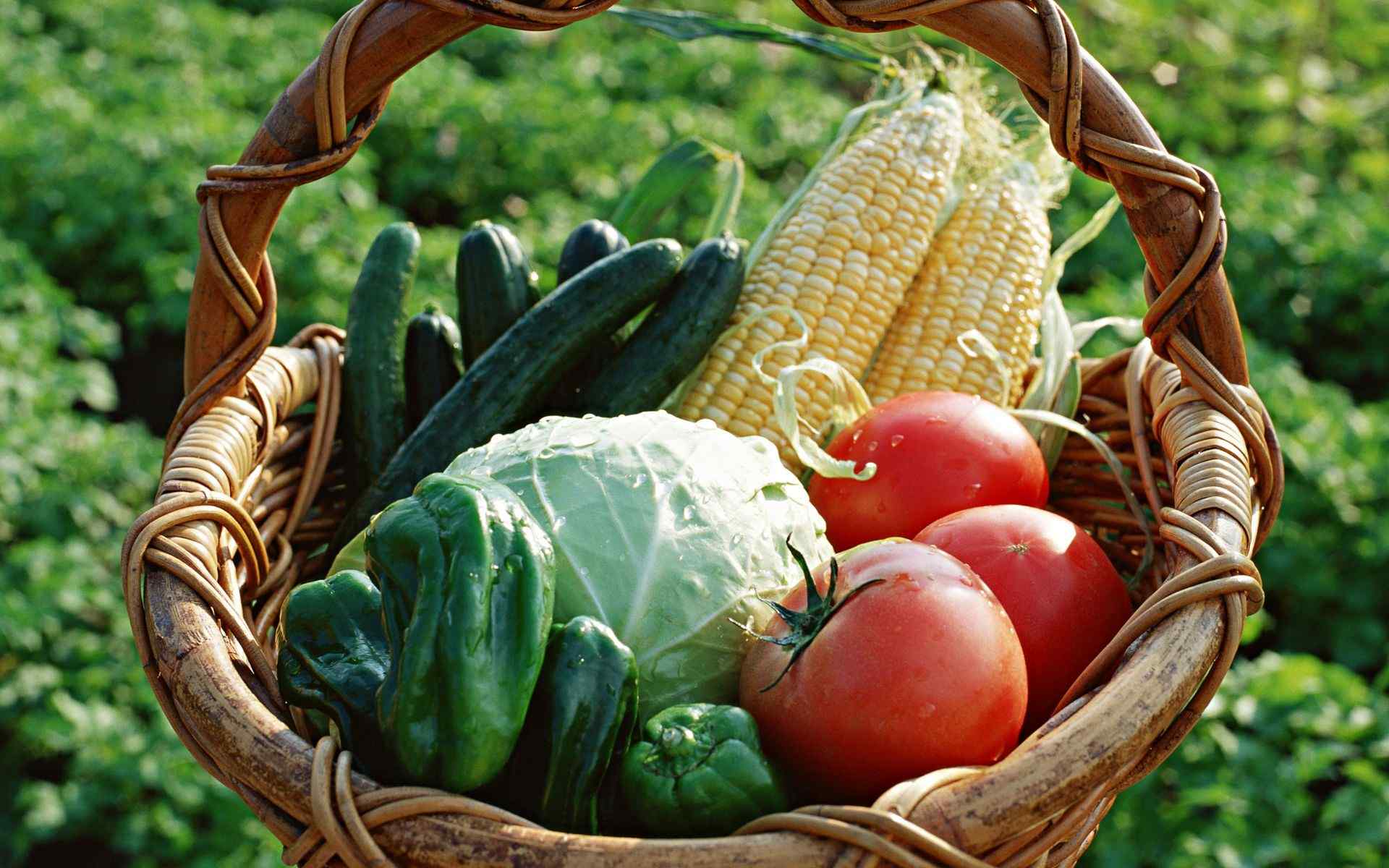 绿色蔬菜摄影图__蔬菜_生物世界_摄影图库_昵图网nipic.com