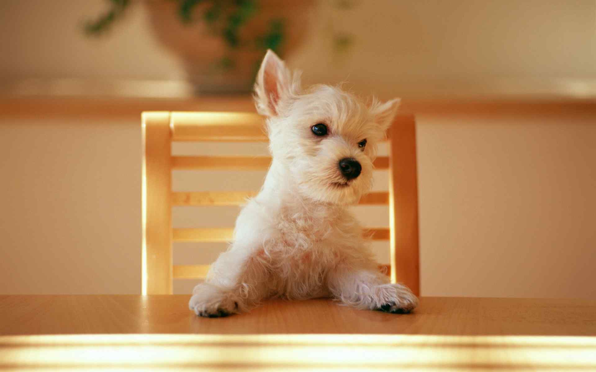 宠物高清桌面壁纸之聪明的小狗