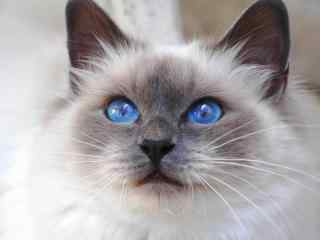 可爱猫咪高清壁纸之蓝色精灵