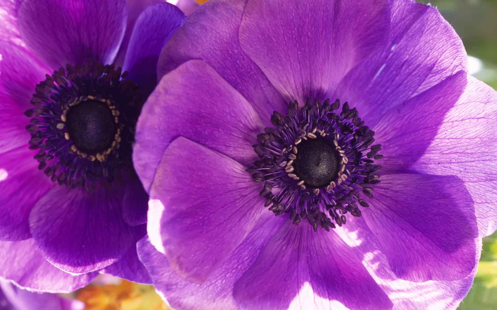 花卉高清桌面壁纸之夏日紫花