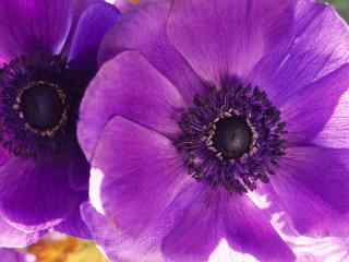 花卉高清桌面壁纸之夏日紫花