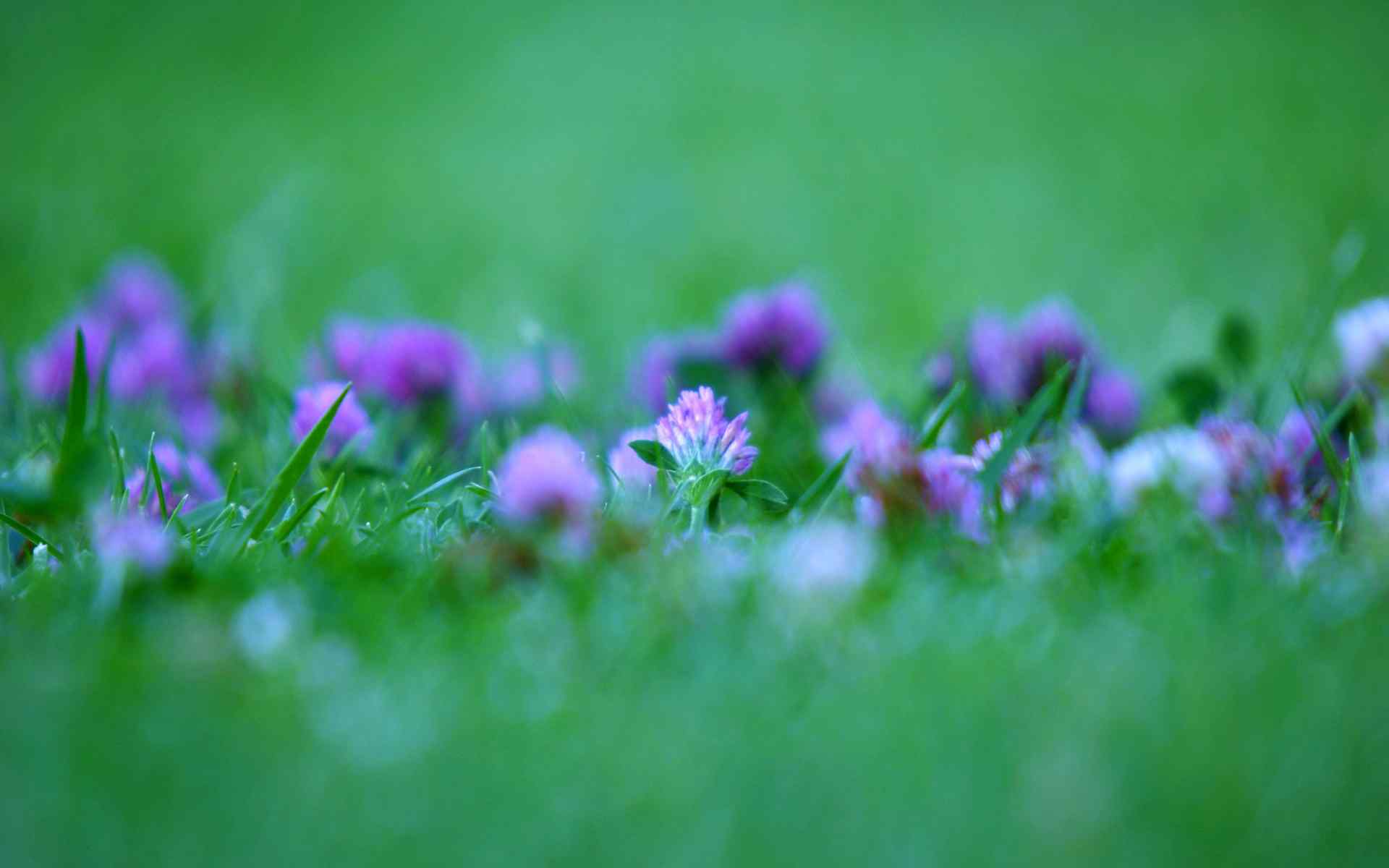 草地上的小紫花植物高清桌面壁纸