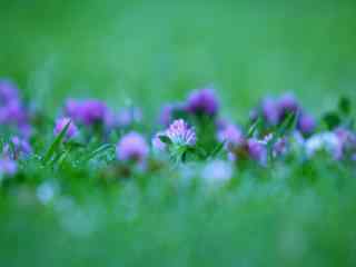 草地上的小紫花植