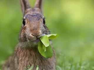 动物高清桌面壁纸之吃草的小兔子