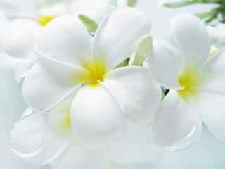 精美花卉桌面壁纸之白色栀子