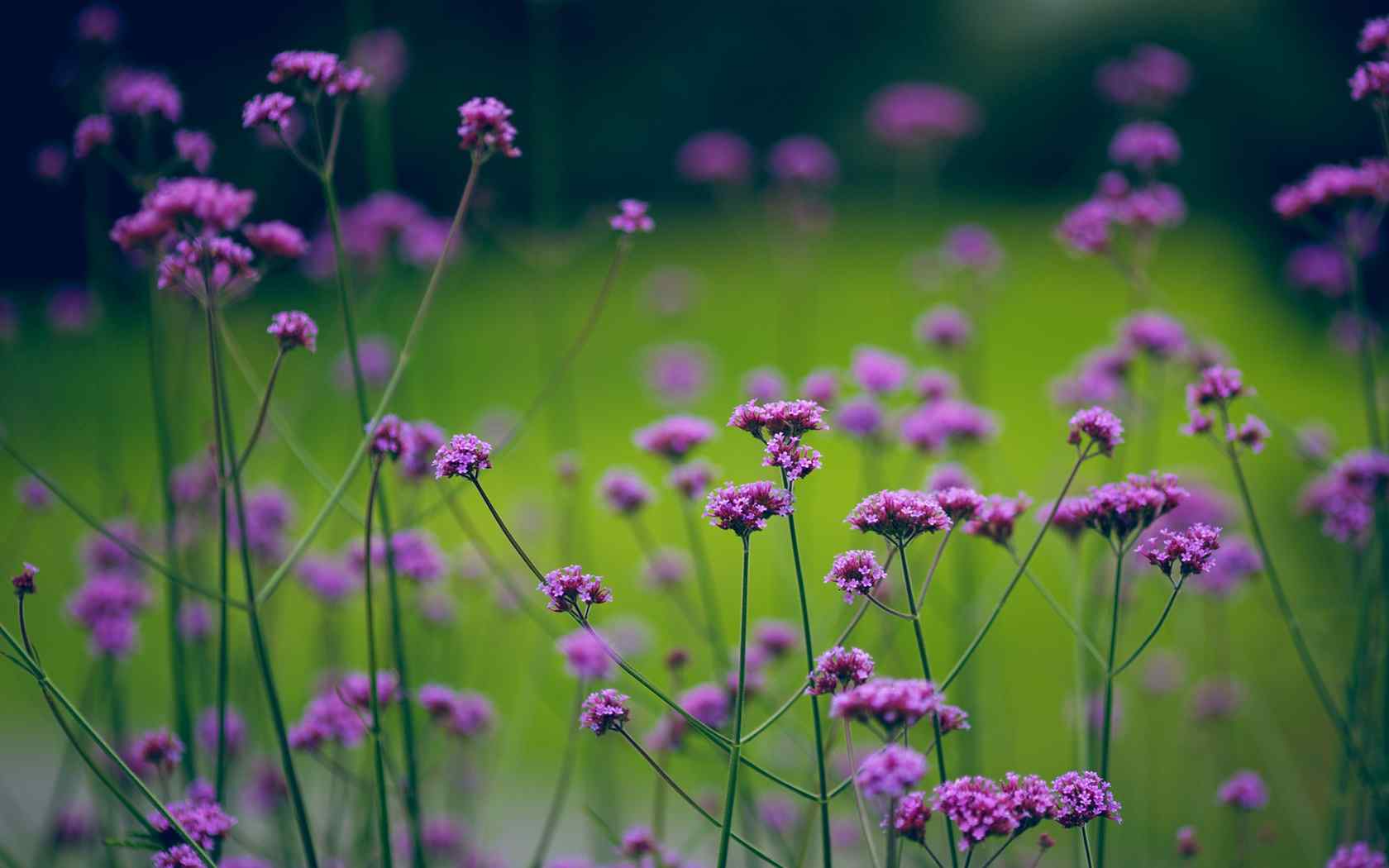 花卉桌面壁纸之紫色幽梦